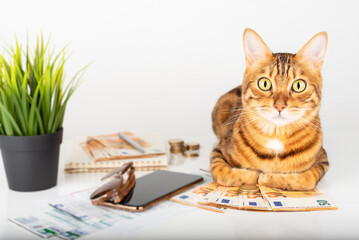 Domestic cat checks his bills at home and counts money.