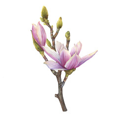 Branch of purple magnolia liliiflora flower (also called mulan magnolia, woody-orchid). Botanical watercolor hand drawn painting illustration, isolated on white background. © arxichtu4ki