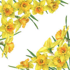 Template, frame with yellow narcissus flowers (daffodil, easter bell, jonquil, lenten lily, daffadowndilly). Hand drawn watercolor painting illustration isolated on white background.