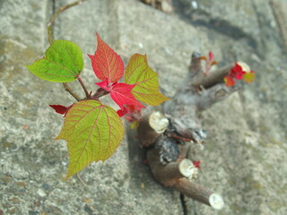 放水路護岸の隙間から生えるアカメガシワの若葉