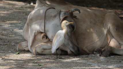 Cattle egret next to a cow