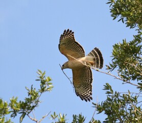 Red Shouldered Hawk Lovingly Carrying Nesting Sticks
