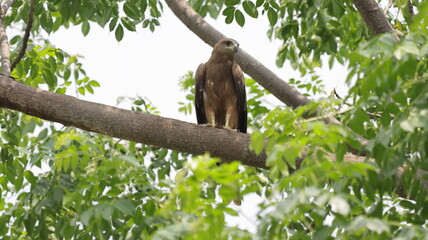 Black Kite perched on a tree branch
