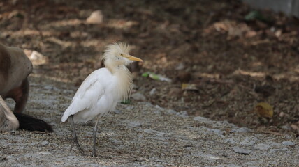 Cattle egret walking along the ground