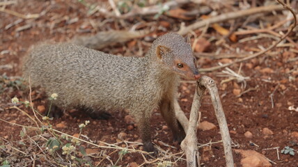 Indian grey mongoose curiously looking
