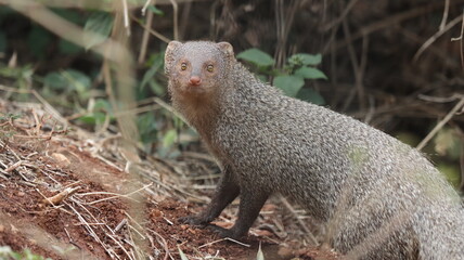 Indian grey mongoose looking directly