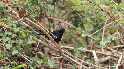 Male Indian robin perched on a bush