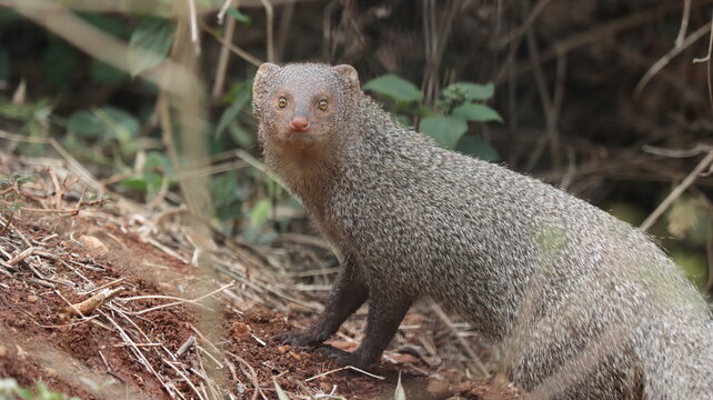 Indian Grey Mongoose Looking Directly