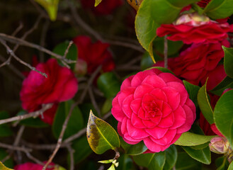 Bright red flowers on a bush