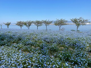 trees and sky
tree and sky
nemophila
baby blue eyes
park 
tree 
blue sky 
sunshine 
sun 
blue 
maishima 
tree 
舞洲
木
太陽
ネモフィラ
青空
青
公園