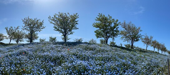 grass and sky
tree and sky
nemophila
baby blue eyes
park 
tree 
blue sky 
sunshine 
sun 
blue 
maishima 
tree 
舞洲
木
太陽
ネモフィラ
青空
青
公園