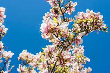 blooming pink magnolia tree under a blue sky