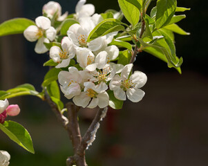 White apple blossom petals in spring