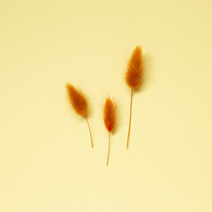 Orange Lagurus ovatus tail grass on yellow background. top view, copy space