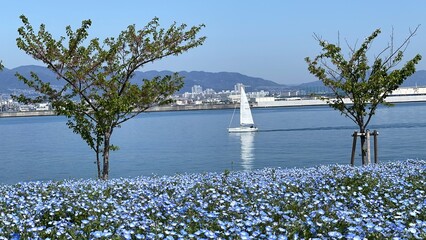 boat on the lake
tree and sky
nemophila
baby blue eyes
park 
riverside 
port 
yacht 
tree 
blue sky 
sunshine 
sun 
blue 
maishima 
tree 
sea

舞洲
木
太陽
ネモフィラ
ヨット
川
港
青空
青
公園
海