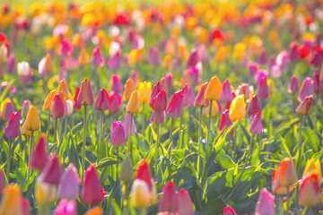 Tulipa, Tulpen Blüten Meer zum Frühlingsbeginn - 499592668