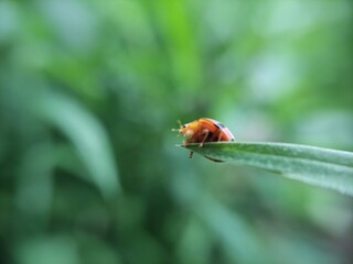 ladybird on a leaf