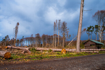Fichten, Picea, Wälder Abholzung Befall durch Borkenkäfer , Scolytinae, Absterben durch...