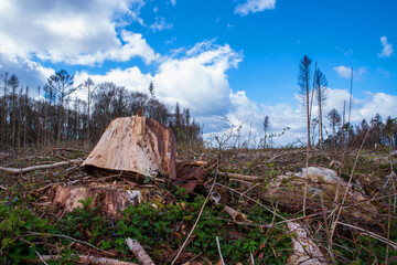 Fichten, Picea, Wälder Abholzung Befall durch Borkenkäfer , Scolytinae, Absterben durch...