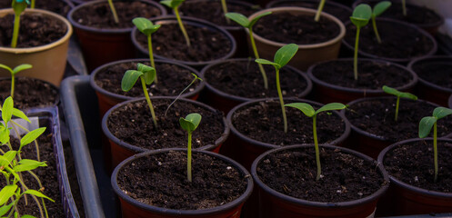 A young seedling of fresh cucumber stands in plastic pots. growing cucumbers in a greenhouse.