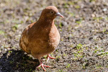 Selective focus photo.  Domestic pigeon bird. Columba livia domestica.