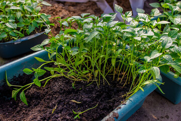 Growing seedlings of sweet pepper.