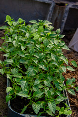 Growing seedlings of sweet pepper.