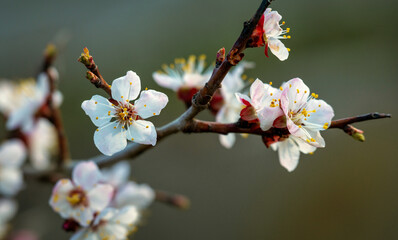 Blooming apricot tree. Soft focus. Spring colors of nature.