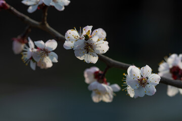 Blooming apricot tree. Soft focus. Spring colors of nature.