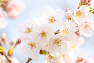 Naklejka na ściany i meble 桜の花「蕾・若葉・開花」咲くマクロ・クローズアップ素材 Cherry blossoms 