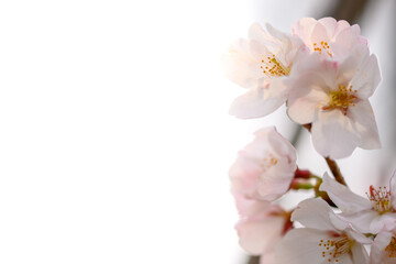 Fototapeta na wymiar 桜の花「蕾・若葉・開花」咲くマクロ・クローズアップ素材 Cherry blossoms 