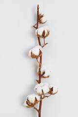 Beautiful cotton branch on light gray background top view copy space. Delicate white cotton flowers...