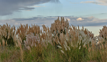 bouquet of reeds at the edge of the lagoon of Aveiro, Portugal.rush