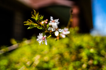 macro shot of cherry tree flowers