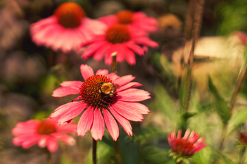 echinacea, jeżówka