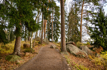beautiful forest and fresh air. sandy path. walk along the trail through the forest