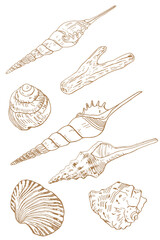 Beige monochrome set of various molluscs, shells. Set of vector drawings on a white background isolated sand color