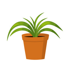 Сhlorophytum. Vector illustration of cute potted plant.   Isolated element. Flat style.