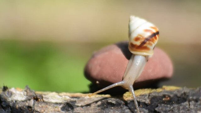 snail crawling on red mushroom