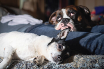 Little Dog, Toy Fox Terrier, and Boxer relaxing on bed at home beside the owner sleeping.