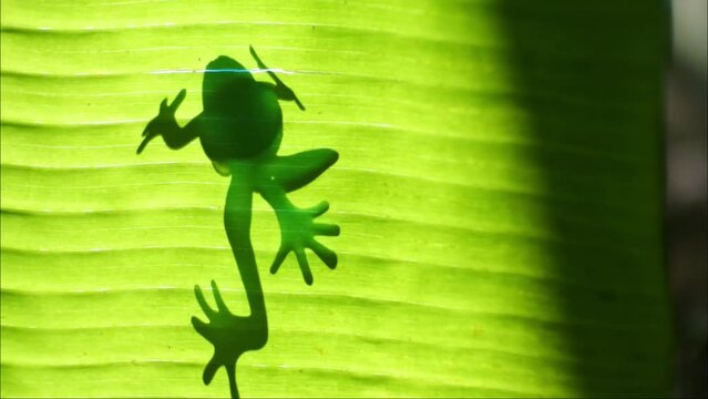 frog silhouette on a leaf. Insect-eating frogs live in fresh water or on land. frogs have rough skin and nodules. amphibian animal videos.