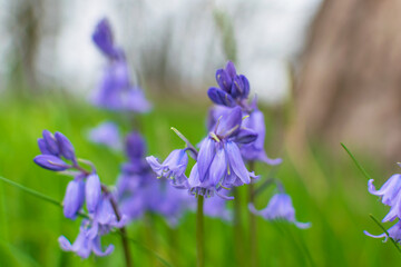 Bluebell flower, springtime beautiful in nature, foreground focusing blurred background.