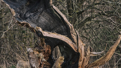 A SITE OF FIRE - Trunk of an old tree after a fire