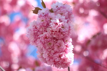 Pink opulent royal Japanese cherry blossom.