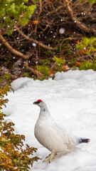 雪とライチョウ(雄)