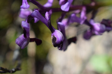 Closeup on the purple flowers of a rare wild orchid (Anacamptis morio subsp. longicornu)
