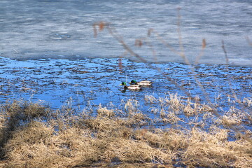 colorful ducks in the water - Eiksmarka, Bogstadvannet