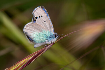 Macro shots, Beautiful nature scene. Closeup beautiful butterfly sitting on the flower in a summer garden.