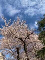 Obraz na płótnie Canvas tree in bloom