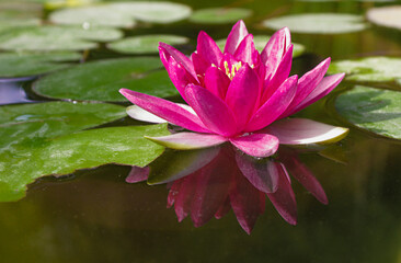 red flowering water lily in a pond with reflection and leaves. Lotus